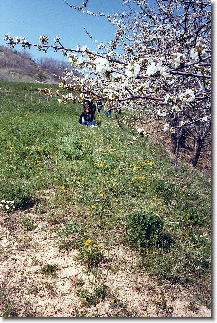 Clicca per scorrere le foto originali ingrandite