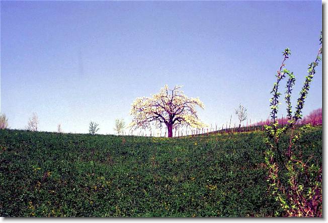 Clicca per scorrere le foto originali ingrandite
