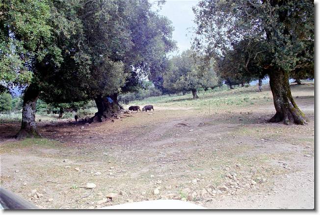 Clicca per scorrere le foto originali ingrandite