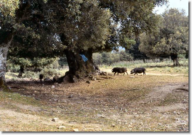 Clicca per scorrere le foto originali ingrandite