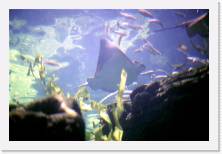 svis082 * 1822 x 1209 * (149KB)