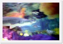 svis086 * 1822 x 1209 * (219KB)