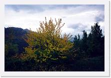 Scansione0017 * 1723 x 1150 * (337KB)
