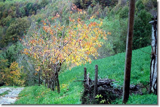 Clicca per scorrere le foto originali ingrandite