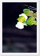 Scansione0053 * 1138 x 1645 * (227KB)