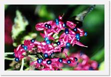 Scansione0054 * 1735 x 1141 * (397KB)
