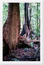 aus074 * 1192 x 1848 * (305KB)
