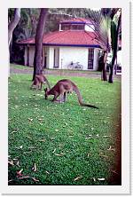 aus109 * 1192 x 1848 * (384KB)