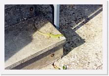 Scansione0023 * 1741 x 1159 * (646KB)