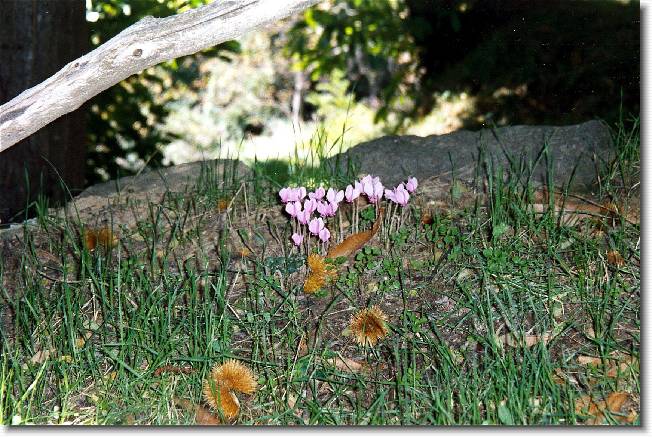 Clicca per scorrere le foto originali ingrandite