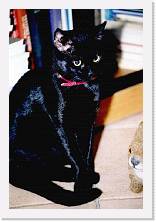 MICIO1 * 470 x 698 * (56KB)