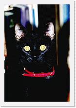 MICIO2 * 470 x 698 * (45KB)
