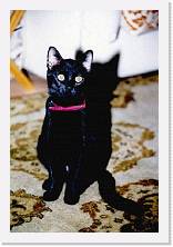 MICIO3 * 470 x 698 * (61KB)