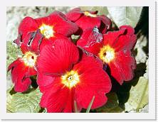 fiori * 1280 x 960 * (182KB)