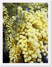 mimobig1 * 960 x 1280 * (323KB)