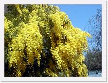 mimosa * 1280 x 960 * (303KB)