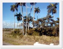 cuba033a * 640 x 480 * (61KB)