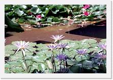 sic074 * 1786 x 1199 * (308KB)