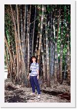 sic076 * 1199 x 1784 * (462KB)
