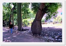 sic084 * 1786 x 1199 * (520KB)