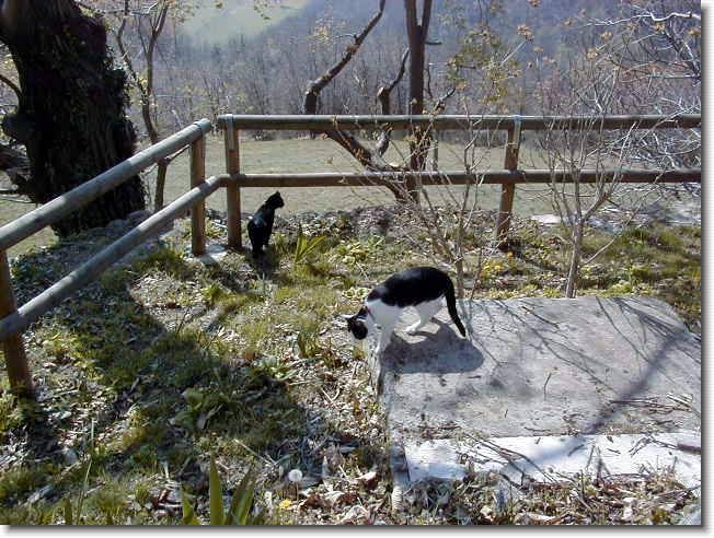 Clicca per scorrere le foto originali ingrandite