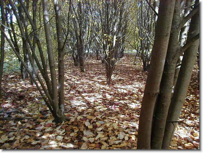 Clicca per scorrere le foto originali ingrandite