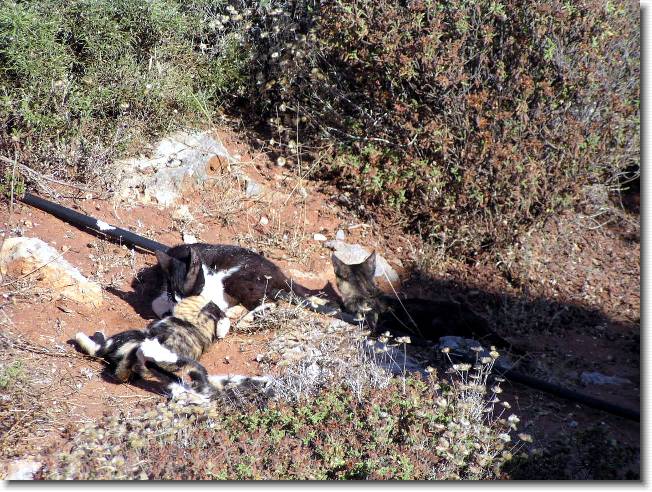 Clicca per scorrere le foto originali ingrandite