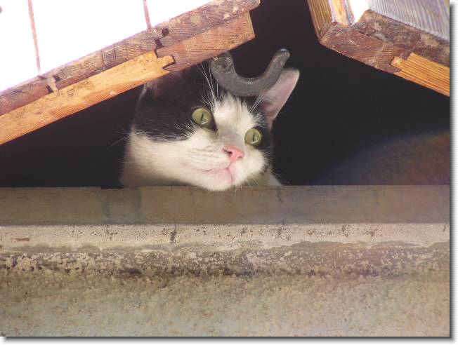 Clicca per scorrere le foto originali ingrandite