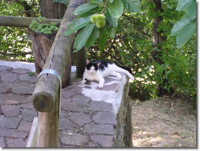 Clicca per scorrere le foto originali ingrandite