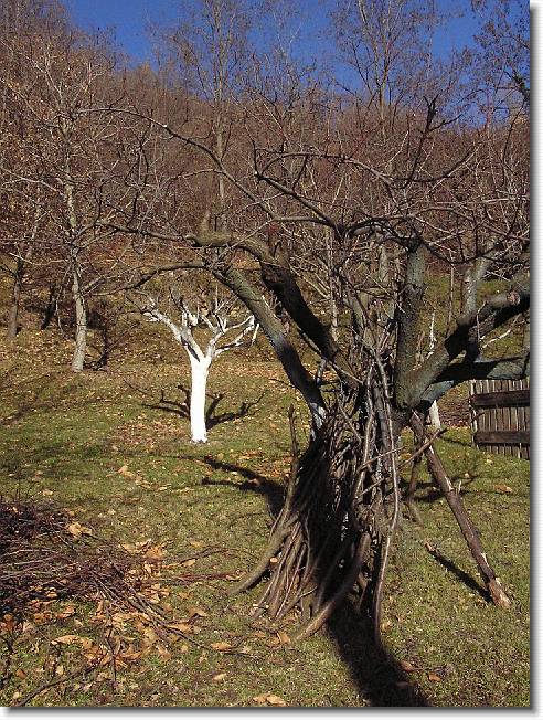 Clicca per scorrere le foto originali ingrandite