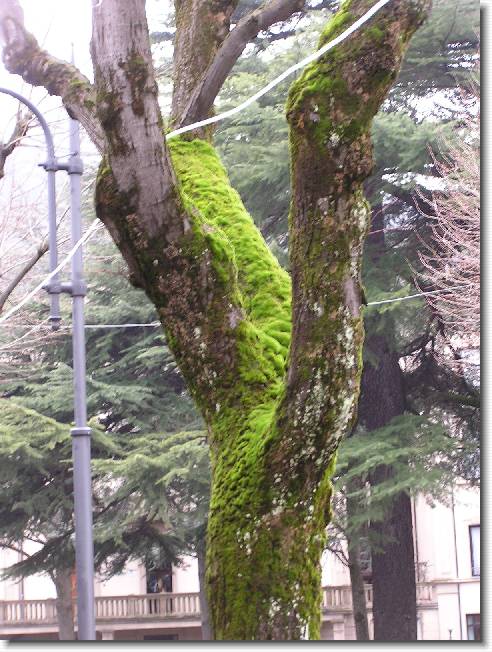 Clicca per scorrere le foto originali ingrandite
