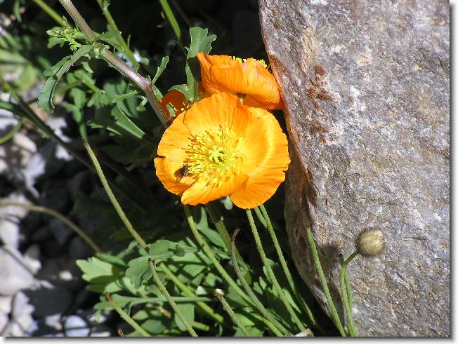 Clicca per scorrere le foto originali ingrandite