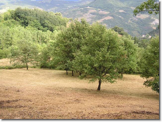 Clicca per scorrere le foto originali ingrandite