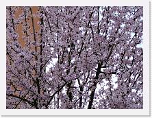 P1000287 * 2048 x 1536 * (1.1MB)