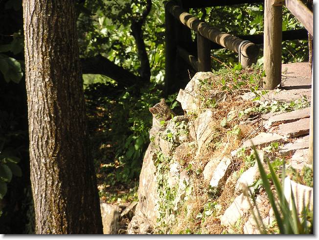 Clicca per scorrere le foto originali ingrandite