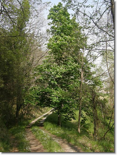 Clicca per scorrere le foto originali ingrandite
