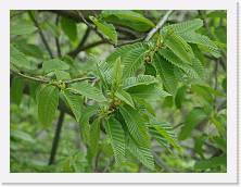 P4250006 * 2048 x 1536 * (1.19MB)