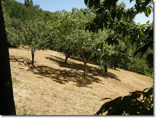 Clicca per scorrere le foto originali ingrandite