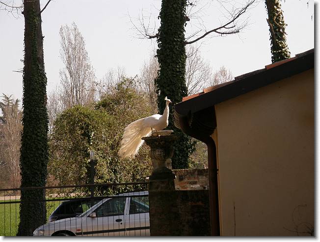 Clicca per scorrere le foto originali ingrandite