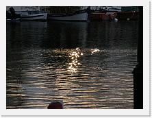 P7130254 * 2048 x 1536 * (1.36MB)