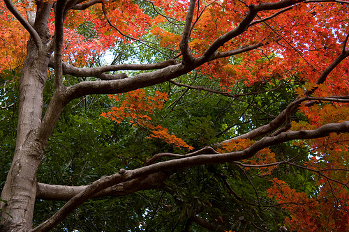 Photo of Arashiyama Park