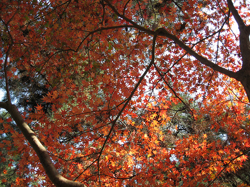 Photo of Kyoto Imperial Park