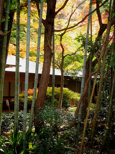 Photo of Philosopher's Walk