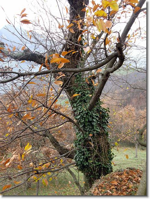 Clicca per scorrere le foto originali ingrandite