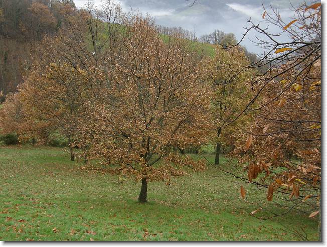 Clicca per scorrere le foto originali ingrandite