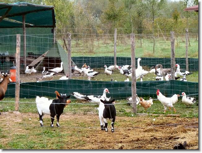 Clicca per scorrere le foto originali ingrandite