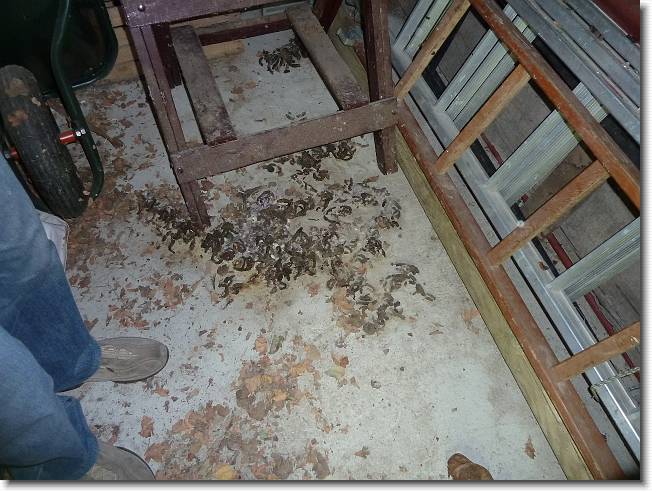 Clicca per scorrere le foto originali ingrandite