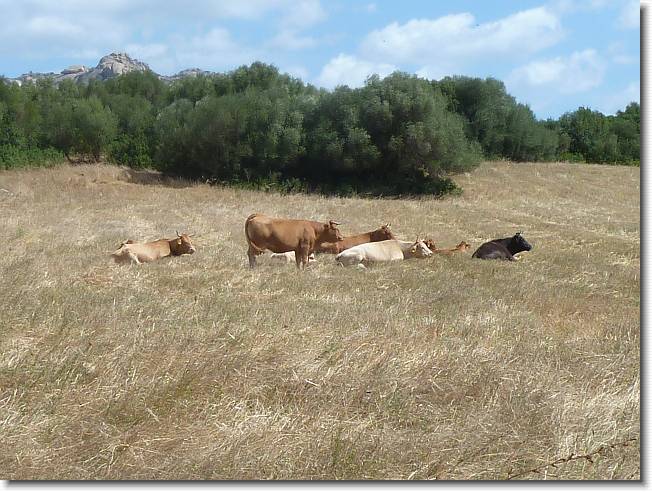 Clicca per scorrere le foto originali ingrandite