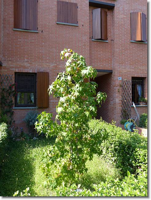 Clicca per scorrere le foto originali ingrandite