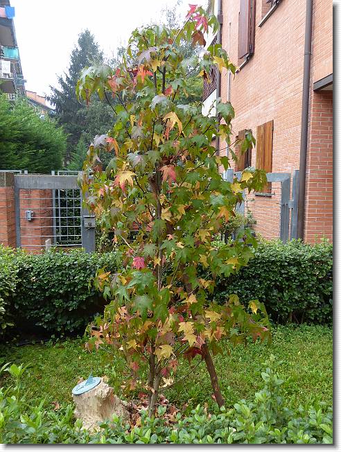 Clicca per scorrere le foto originali ingrandite